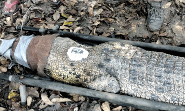 2 crocodiles with satellite transmitter released in river in Sundarbans