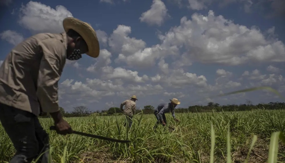 Cuba laments collapse of iconic sugar industry