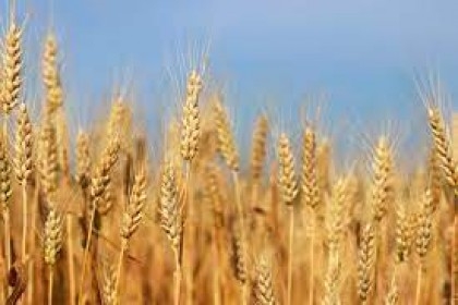 Russia’s grain harvest reaches 153.8 mln tons in 2022

