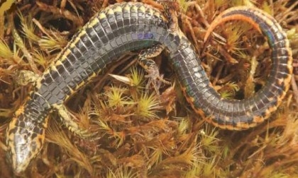 New species of lizard discovered in Peru national park