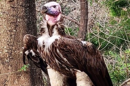 Dead vulture, missing panther: mystery at the Dallas Zoo