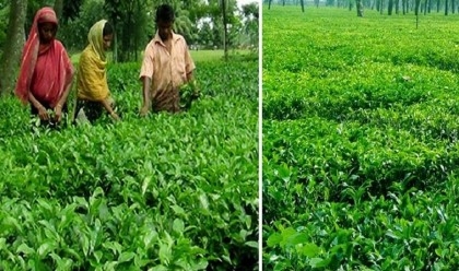 Record tea output keeps agro-economy vibrant in northern districts