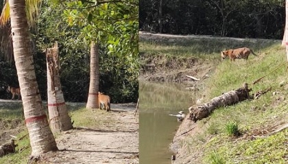 Panic grips as three tigers roam around forest office in Sundarbans
