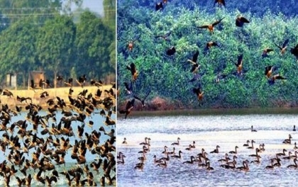 Migratory birds delighting spectators in northern region