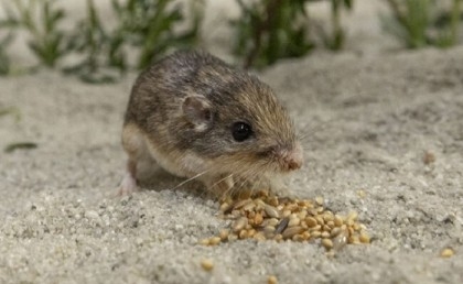Make it so: Mouse named after Patrick Stewart is world's oldest