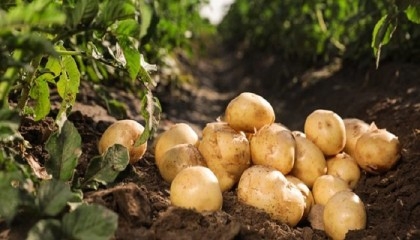 Commercial potato farming delights many people in Rajshahi