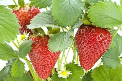 Strawberry farming makes Rajshahi growers, consumers happy