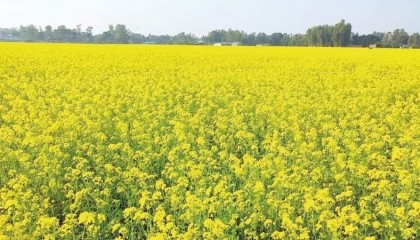 Bogura mustard farmers happy with yields, prices