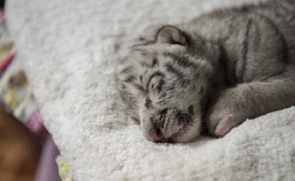 White tiger cub found dumped on Greek street: animal park