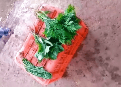 Viral: Man dips leafy veggies in 'Chemical Solution' - watch what happens next