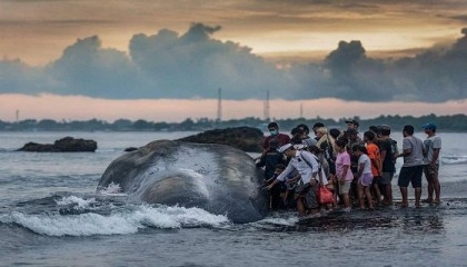 Massive sperm whale beaches itself, dies in Bali