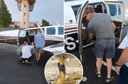 S.African pilot lands plane with poisonous cobra on his back