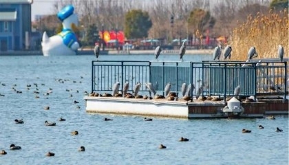 Over 120 species of birds settle at Shanghai Disney Resort