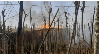 Fire destroys betel and corn plantations in Chuadanga