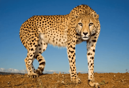 Second cheetah brought to India from Africa dies