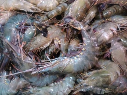 Death of shrimps in enclosures worriers Khulna farmers