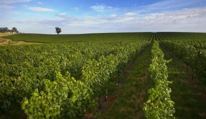 Climate change: How it's endangering Australian wine
