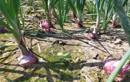 Onion cultivators happy over bumper yield, price in Manikganj