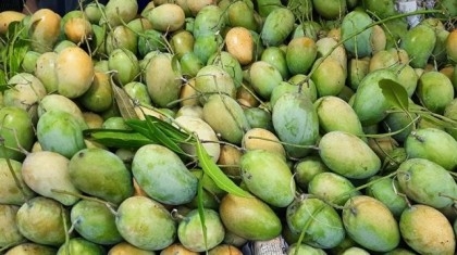 Prospect of exporting Tk 200-cr mango from Rajshahi region

