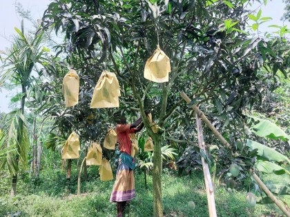Fruit bagging method ensures quality mango production

