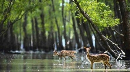 3-month ban on fishing, tourism in Sundarbans begins on June 1
