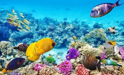 UNESCO hails $2.9-bn Australian plan to protect Great Barrier Reef