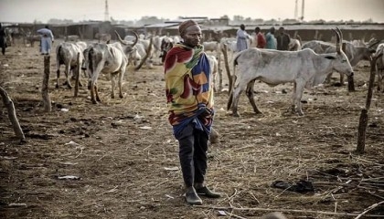 30 herders kidnapped in northeast Nigeria: sources