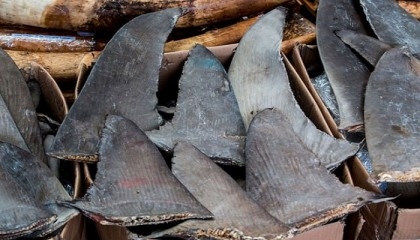 Brazil seizes massive shark fin haul