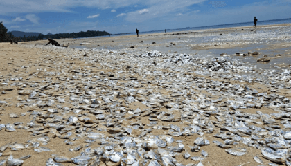 Thousands of dead fish have washed up on a Thai beach