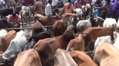 1.41crore cattle sacrificed this Eid-ul-Azha


