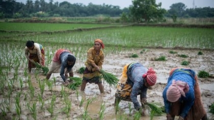 India bans rice export

