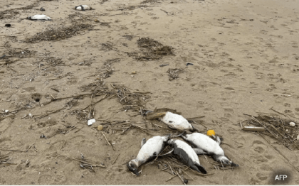 2,000 Penguins mysteriously wash up dead on Uruguay coast