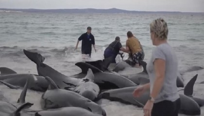 Entire pod of 97 pilot whales dies in Australia beaching