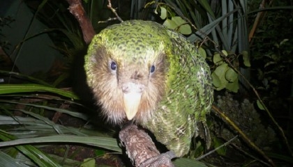 Extinct birds on the ballot for New Zealand's avian beauty contest