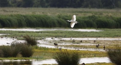 Spoonbill chick fledges on Norfolk Broads ‘for first time since 17th century’

