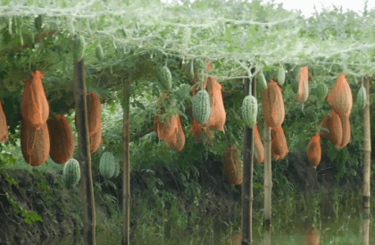 Bumper off-season watermelon production in Khulna region
