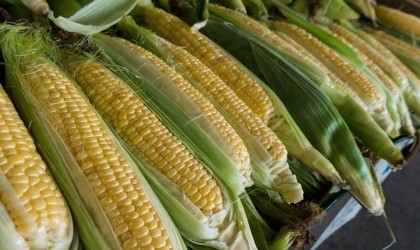 Canada backs US in GMO corn trade row with Mexico