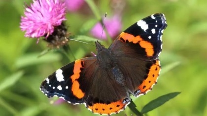 UK butterfly numbers at highest level since 2019
