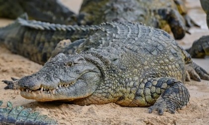 Escaped Chinese crocodiles all captured: state media