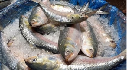 Hilsa now a luxury even for the middle class

