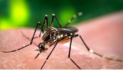 Around 38000 dengue cases reported in West Bengal