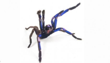 Electric blue tarantula species discovered in Thailand

