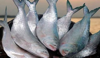 Ban on catching Hilsa: Fishermen seek extension 