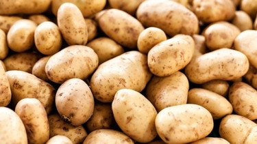 Govt gives permission to import 49,755-ton potatoes in 2 days