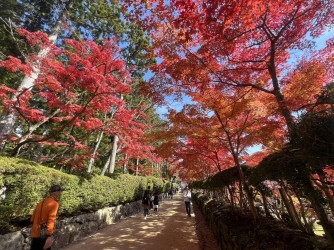 Fall is the new summer: Warming threatens Japan’s cultural calendar
