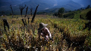 Myanmar overtakes Afghanistan as biggest opium producer