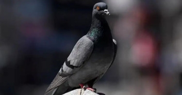 India releases pigeon accused of spying for China