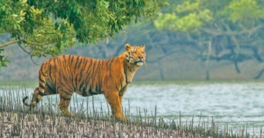 The Sundarbans Must Be Saved