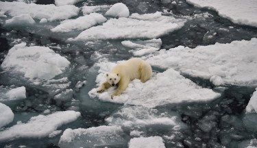 Polar Bear Patrol campaign begins in Arctic's 5 regions