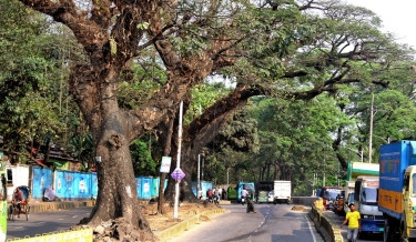 Move to fell century-old trees at Ctg’s CRB, Tiger Pass sparks concerns